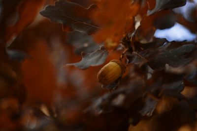 Close-up of leaves during autumn