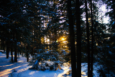 Trees in forest during winter