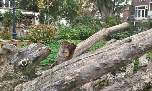 Tree trunk on wooden wall