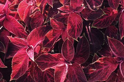 Full frame shot of autumn leaves