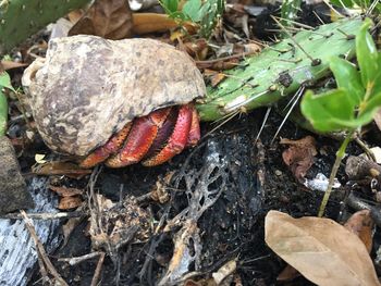 Close-up of mushroom growing on rock