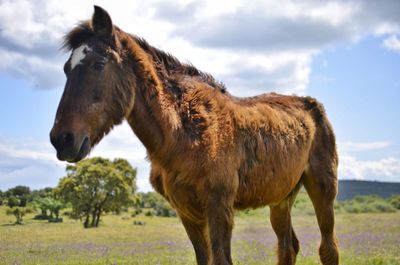 Horse standing on field against sky