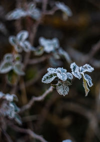 Close-up of frozen plant during winter