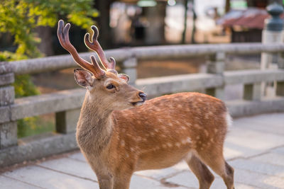 Deer standing outdoors