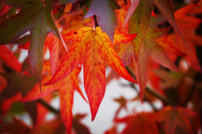 Close-up of maple leaves on plant
