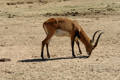 Side view of deer standing on field