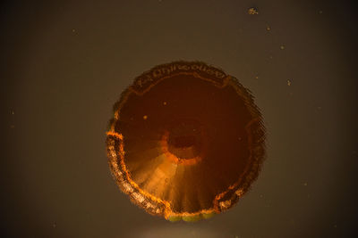 Close-up of jellyfish against black background