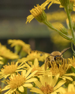 Close-up of insect on yellow flower