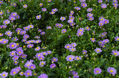 Close-up of purple flowers blooming on land