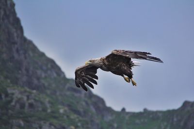 Low angle view of eagle flying against sky