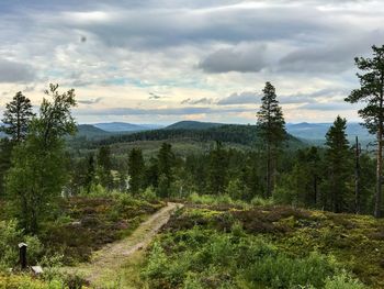 Scenic view of forest against sky