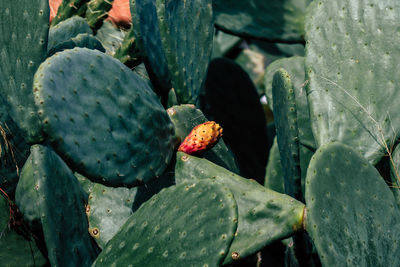 Close-up of succulent plants