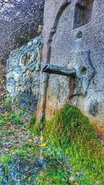 Plants growing on wall