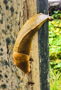 Close-up of tree trunk