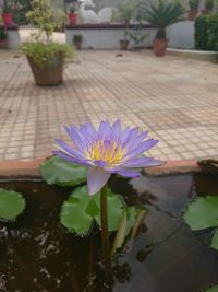 Close-up of water lily