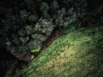 High angle view of moss growing on tree