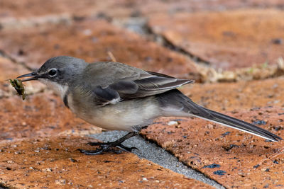 Close-up of a bird on field