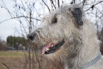 Close-up of dog against sky