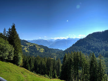 Scenic view of pine trees and mountains against blue sky