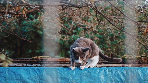 Cats relaxing outdoors