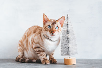 Beautiful bengal cat with blue eyes is sitting near to silver shiny christmas tree. 