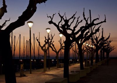 Silhouette of trees at sunset