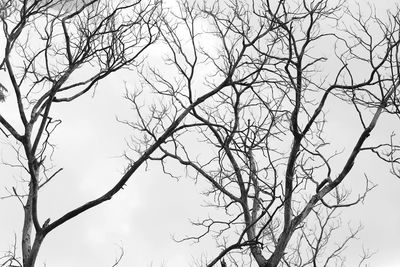 Low angle view of silhouette bare tree against sky