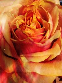 Macro shot of rose