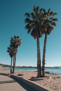 Palm trees on beach against clear blue sky