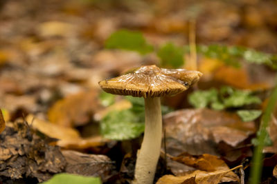 Close-up of mushroom growing on field