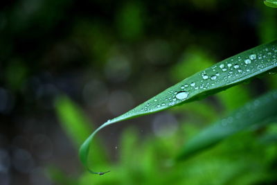 Close-up of wet plant leaves during rainy season