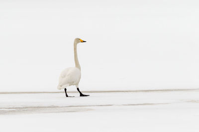 Bird on beach against clear sky