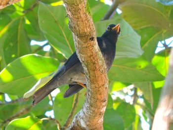 Low angle view of bird on branch