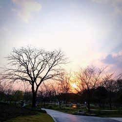 Bare tree by road against sky during sunset