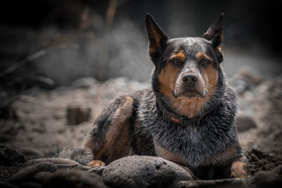 Close-up portrait of a dog on land