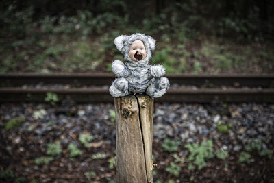 Portrait of owl on railroad track