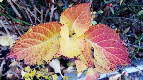 Close-up of autumn leaves on field