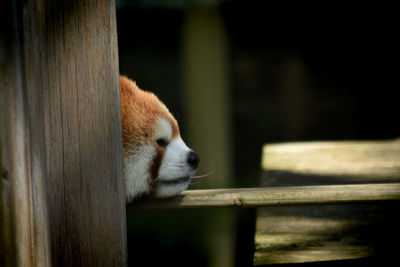 Close-up of a cat looking away