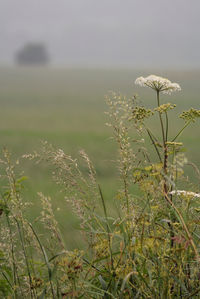 Close-up of flowering plants on land