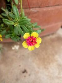 High angle view of yellow flowering plant