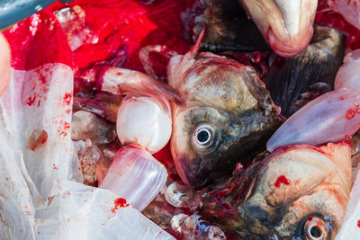 Fish heads, tails, scales, blood and swim bladders. close-up. leftovers from cutting up fresh fish