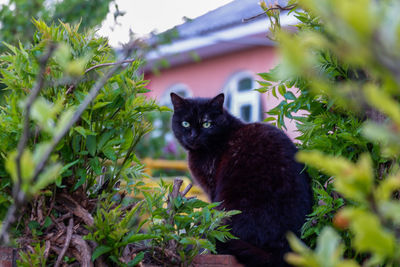 Cat looking away outdoors