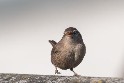 Close-up of bird perching on wall against clear sky