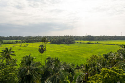 Scenic view of agricultural field against sky