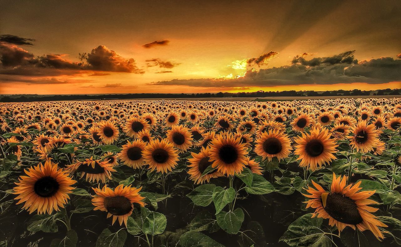 flower, beauty in nature, sunset, yellow, growth, freshness, sunflower, nature, field, sky, plant, tranquil scene, agriculture, rural scene, fragility, scenics, tranquility, orange color, landscape, flower head