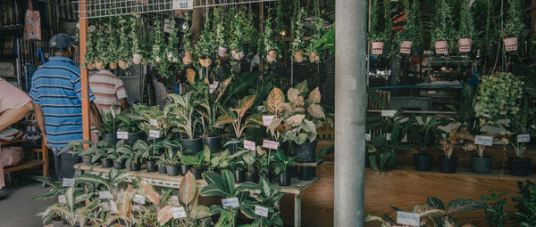 Man standing by potted plants at market stall