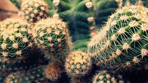 Close-up of cactus plants