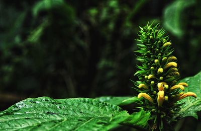 Close-up of green plant