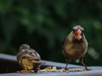 Close-up of bird perching