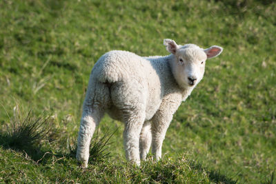 Sheep standing in a field